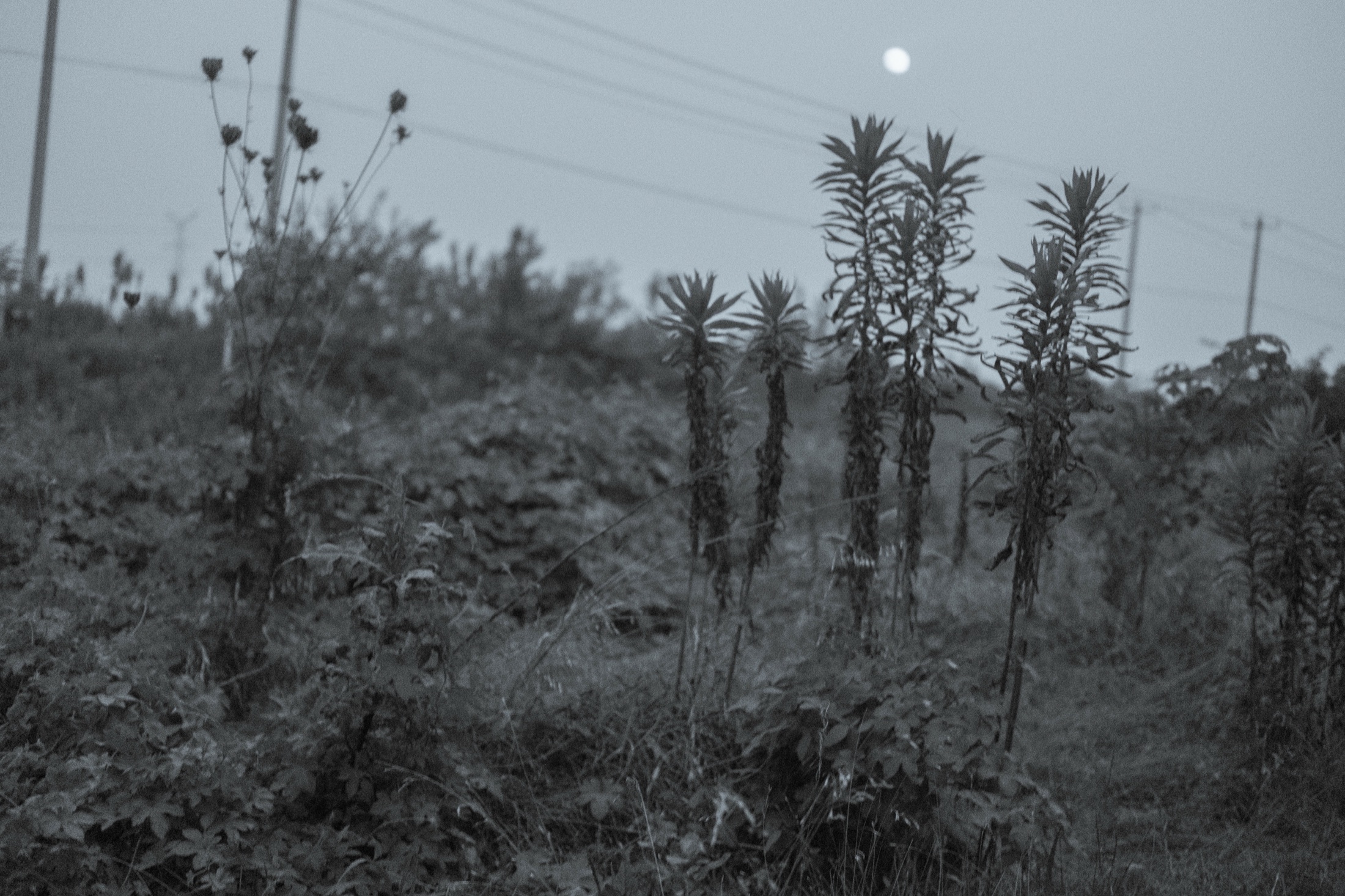 Night Walks and Artificial Light