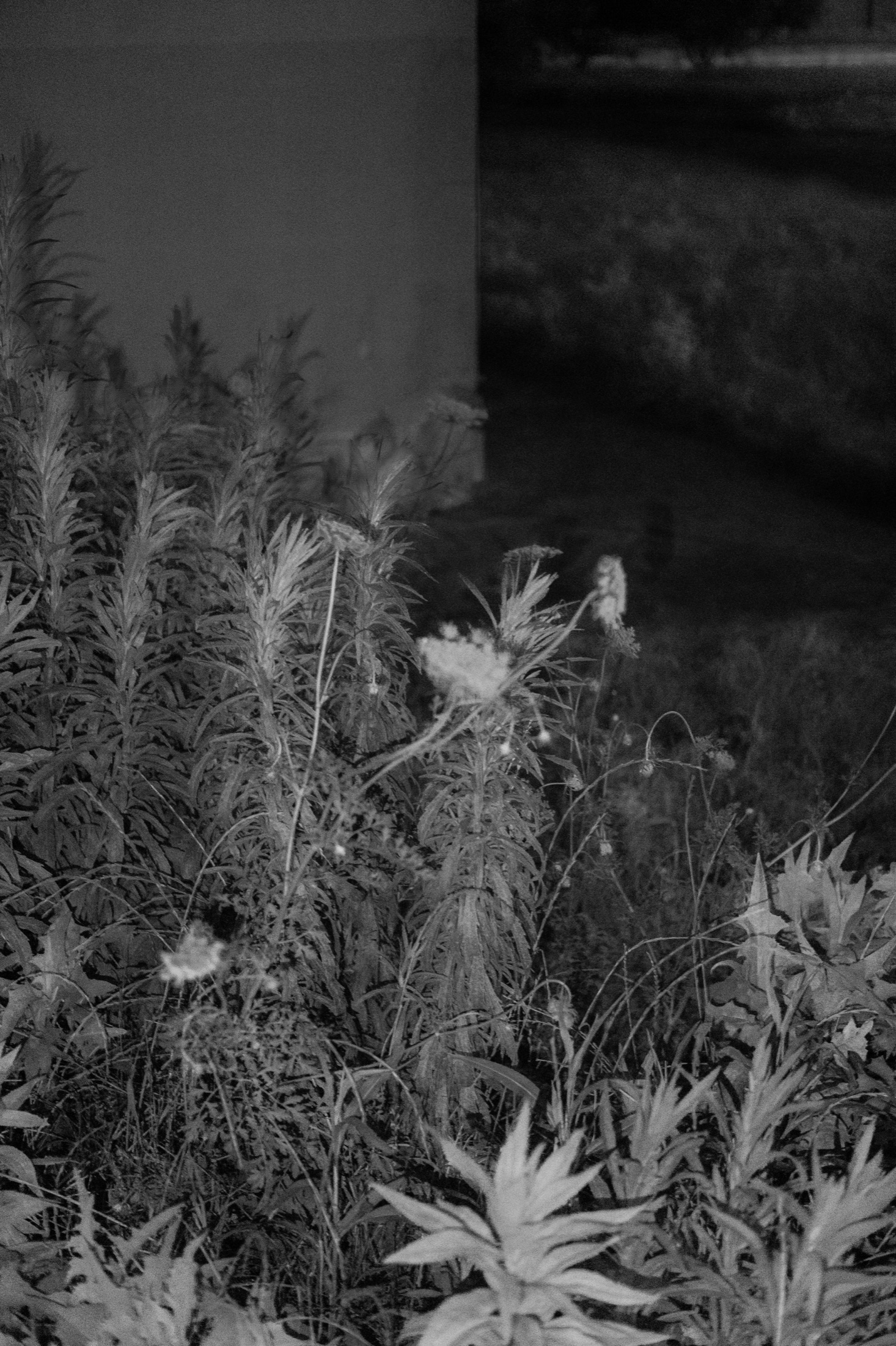 Plant Forms and Natural Texture