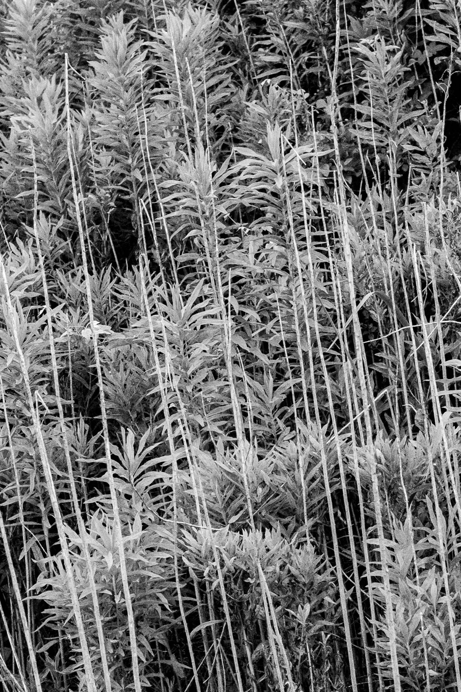 Plant Forms and Natural Texture