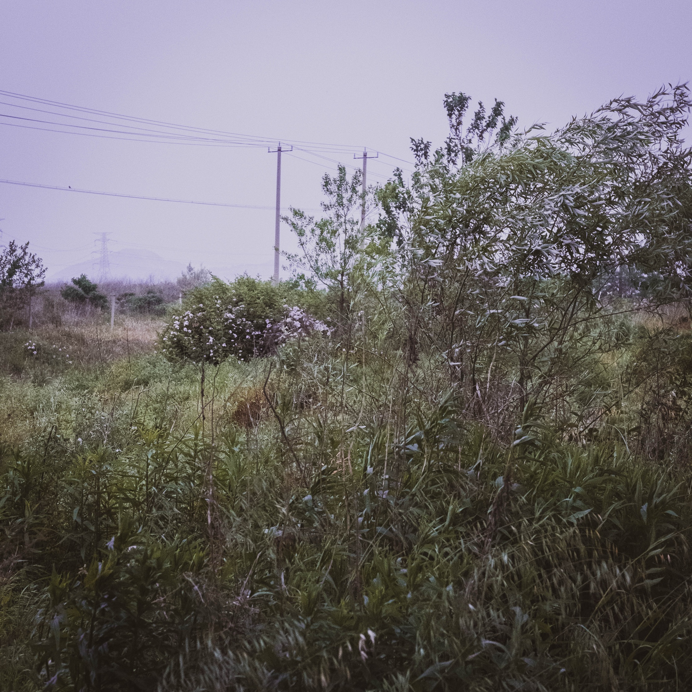 Plant Forms and Natural Texture