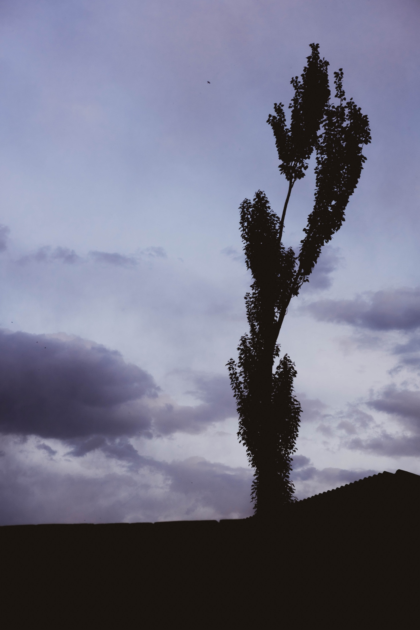 Plant Forms and Natural Texture