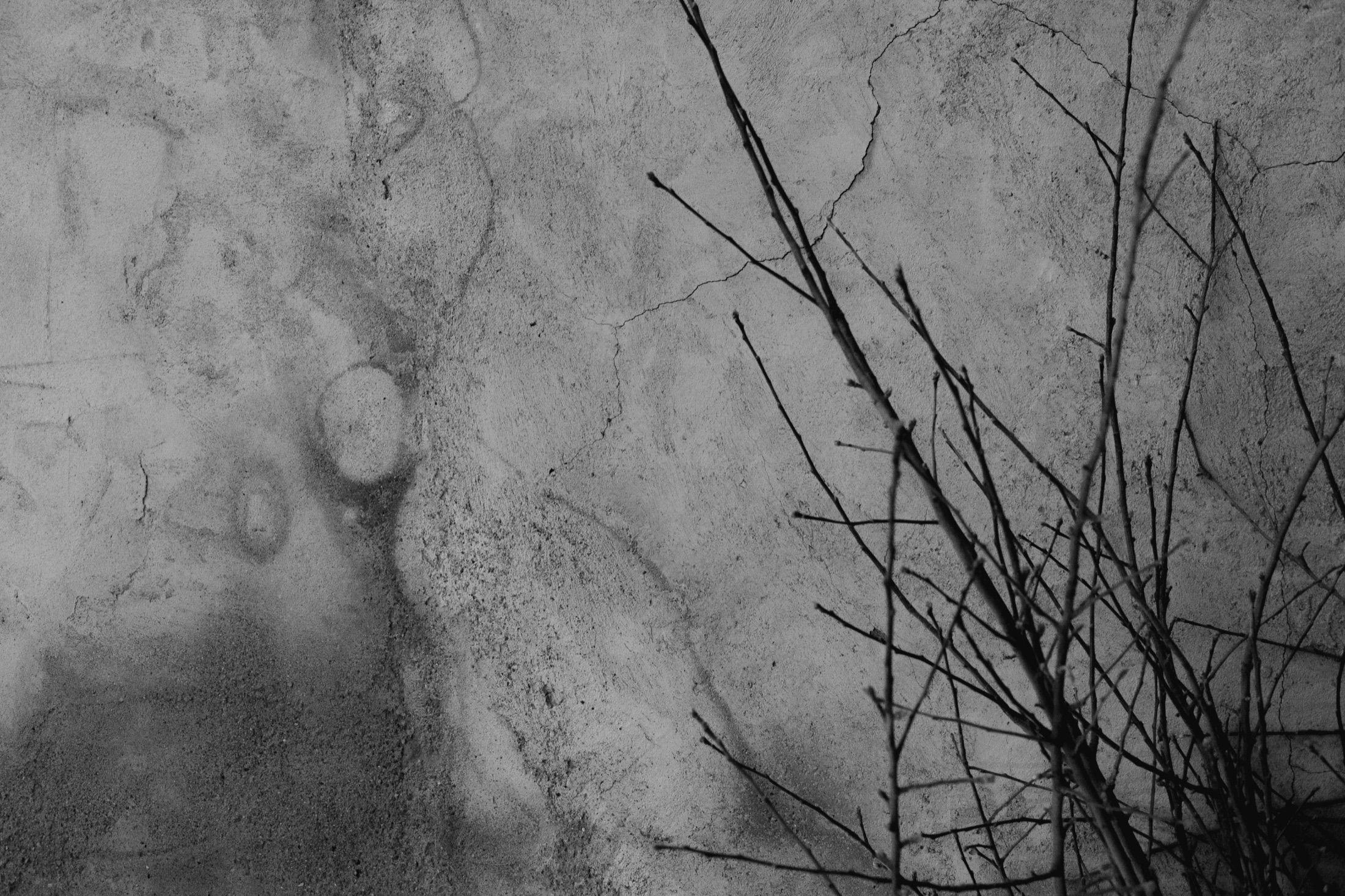Plant Forms and Natural Texture