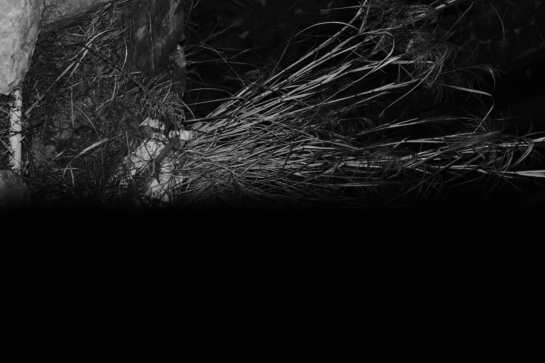 Plant Forms and Natural Texture