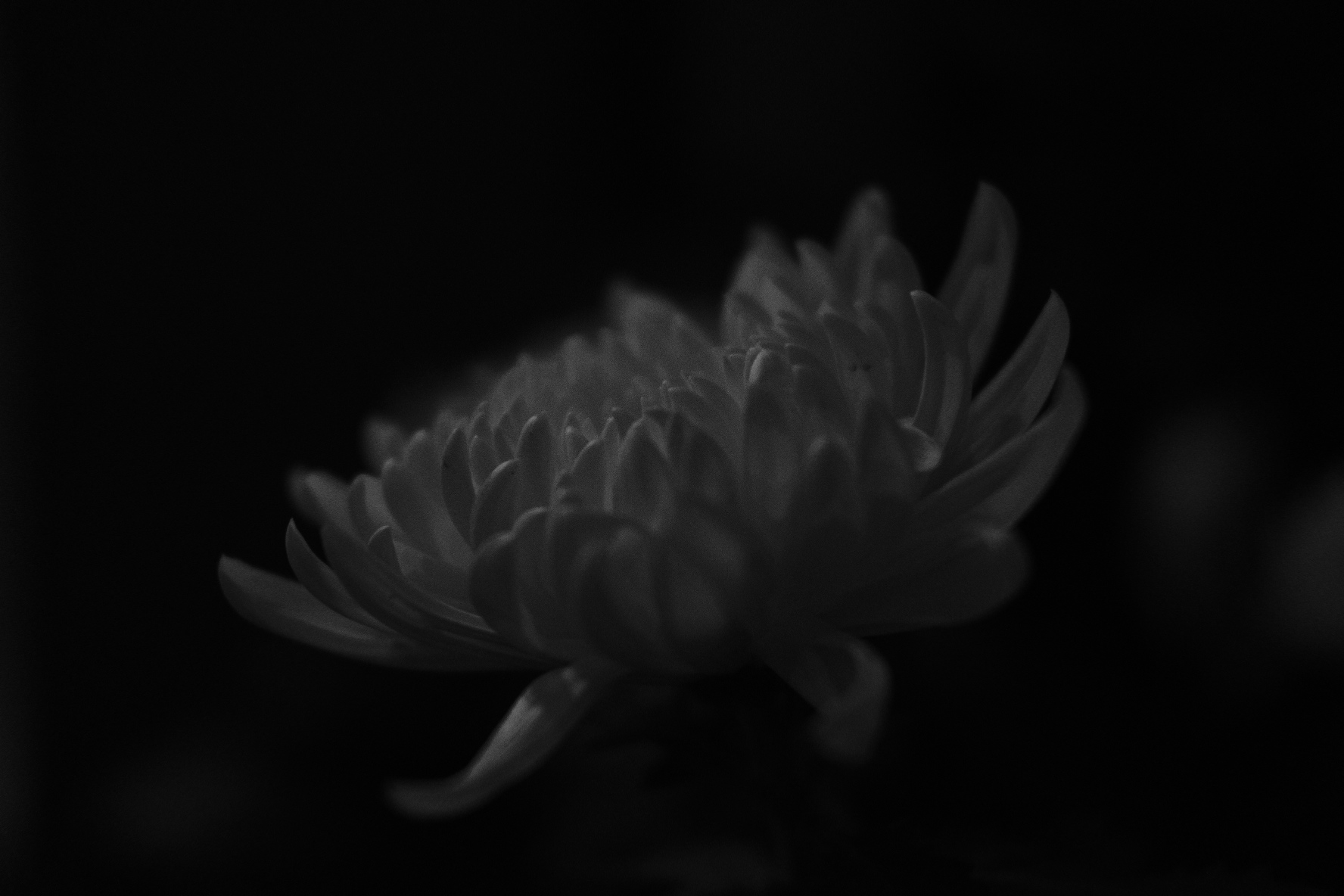 Plant Forms and Natural Texture