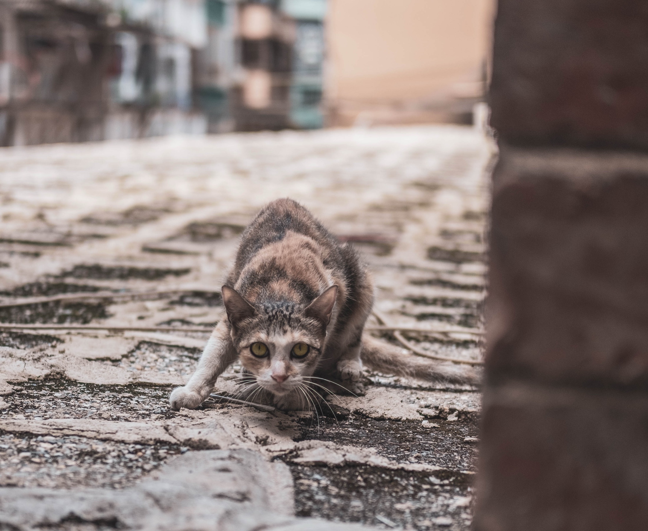 Street Figures and Animals