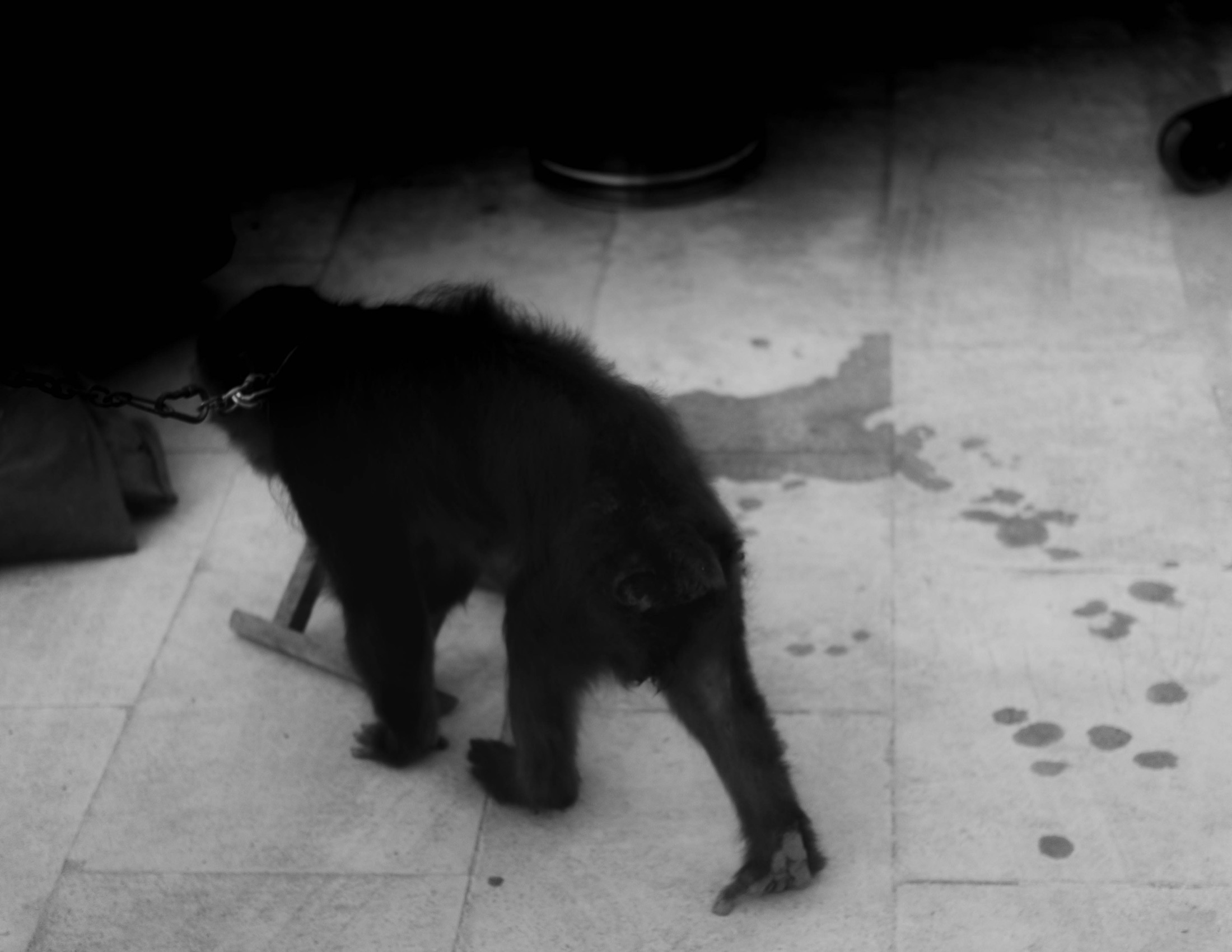 Street Figures and Animals