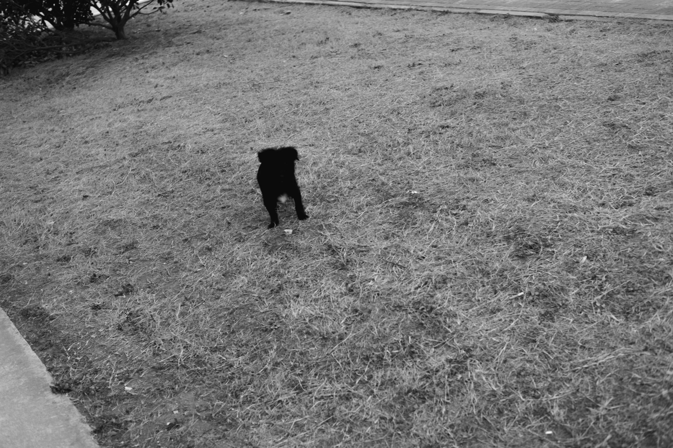 Street Figures and Animals