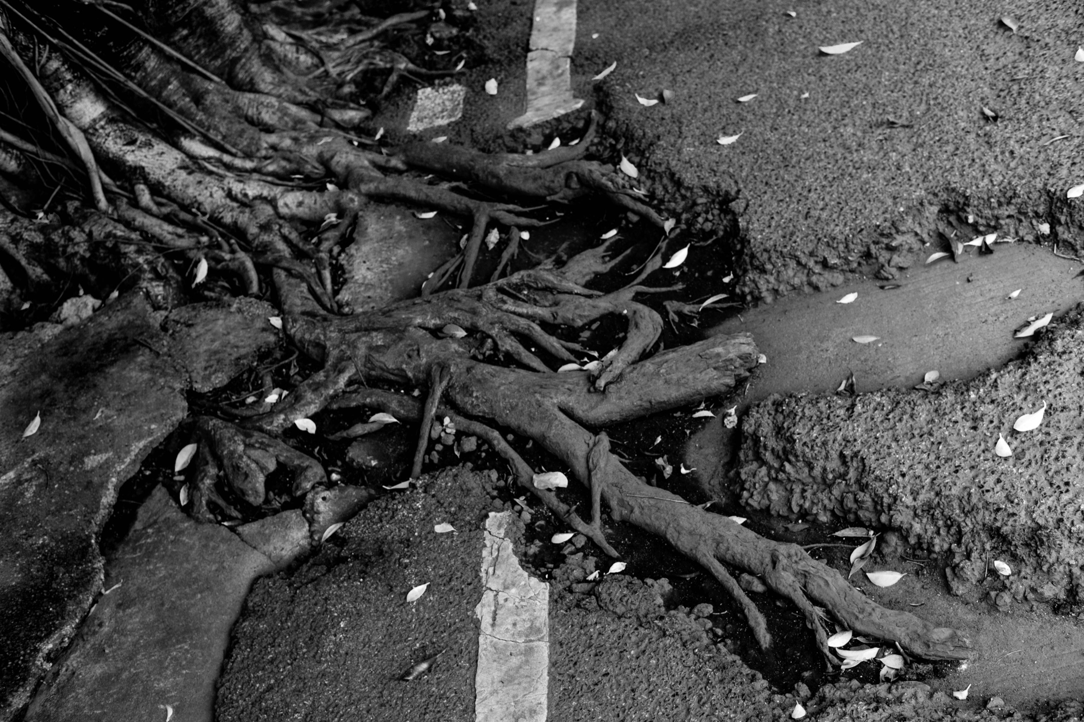Street Objects and Signs