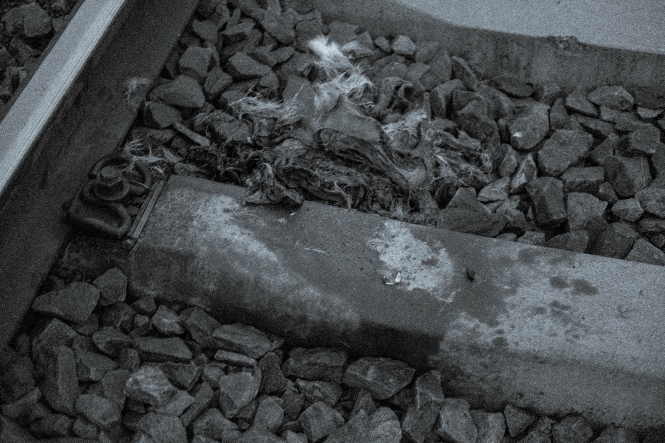 Wasteground and Remains